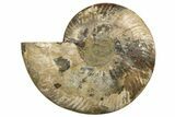 Cut & Polished Ammonite Fossil (Half) - Madagascar #317856-1